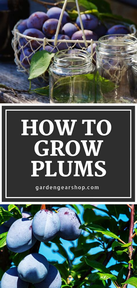 How To Grow A Cutting From A Plum Tree