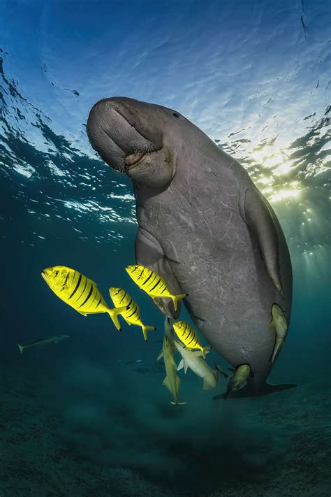 40 Award Winning Wildlife Photos You Must See From 2025