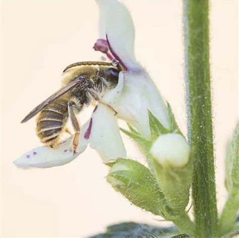 Pin De Nella Capitaine Drouaillet Em Bichos Abejas Y Escarabajos