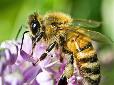 Honey Bee Control Management And Treatment Honey Bee Info