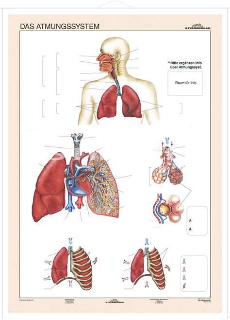 Duo Das Atmungssystem Lernkarte Lerndino De
