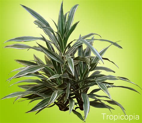 Dracaena Warnekii How To Grow Care Striped Dracaena Houseplant