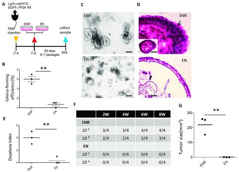 R Spondin Drives Wnt Dependent Dysplasia And Oncogenic Transformation