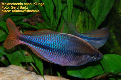 Melanotaenia Spec Kiunga Rainbowfishstable