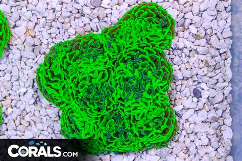 Big Branching Hammer Australia Toxic Green Heads Corals