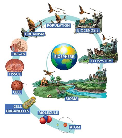biosphere earth systems diagram vrogueco