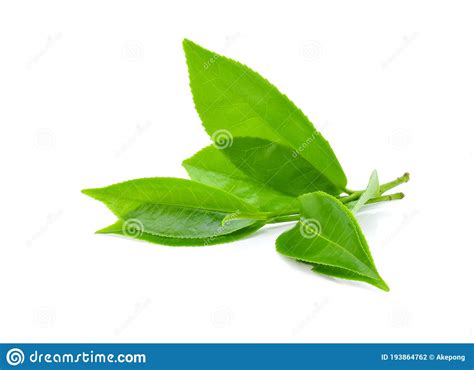 Green Tea Leaf Isolated On White Background Stock Photo Image Of