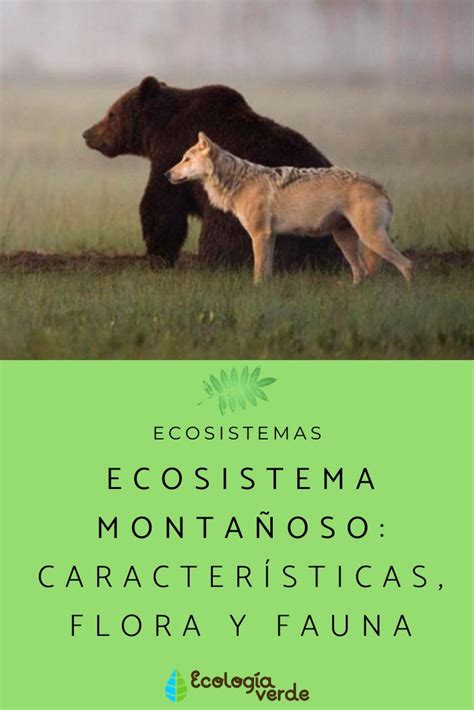 Ecosistema montañoso características flora y fauna Resumen con FOTOS