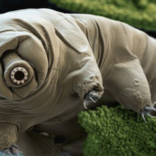 20 Interesting Tardigrade Facts | Tardigrade, Facts for kids, Facts