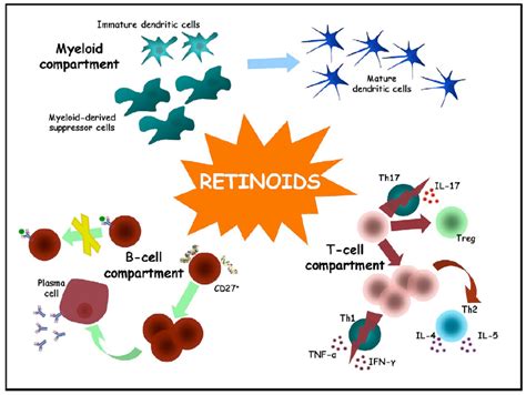 The B Cell Proliferation Mediated By Polyclonal Activators Is Enhanced