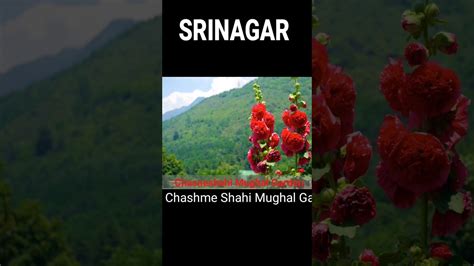 Srinagar Jammukashmir Chashme Shahi Mughal Garden YouTube