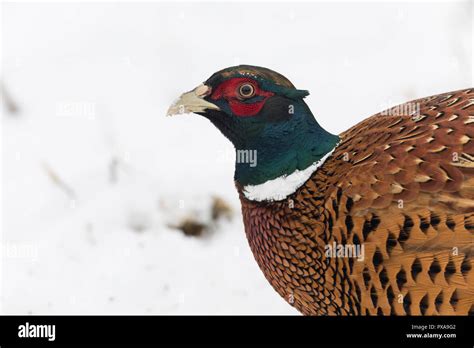 Fasan Jagdfasan Jagd Fasan M Nnchen Im Schnee Hahn Phasianus