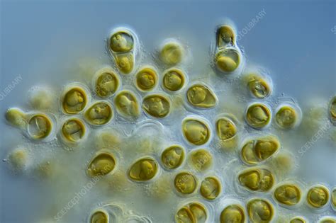 Algae Light Micrograph Stock Image C0594100 Science Photo Library