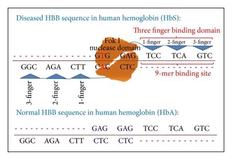 Mutated Hbb Diseased Gene Normal Hba Target Sequence Versus Single Download Scientific Diagram