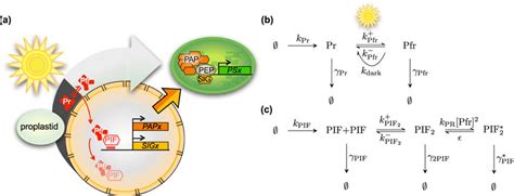 Model Of Light Signaling Of Phytochrome B And Pif3 In A An