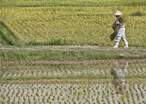 Harvest The Rice Harvest In Okinawa Japan Karenwalze… Flickr