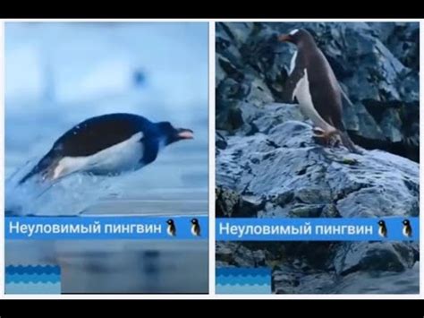 Неуловимый пИнгвин ловко прячет тело шустрое на лодке. Так выглядит ...