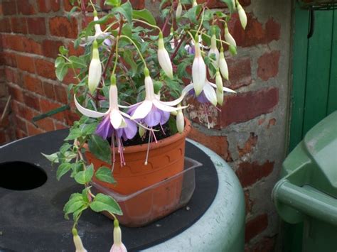 Fuchsia Carmel Blue : Grows on You