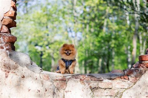 Perro Pomeranian Hermoso Y Mullido Perro En El Banco En Un Parque