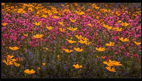 Mato Grosso do Sul Brazil Wildflowers