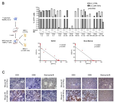 Cancers Free Full Text Enhanced Expression Of Mir 181b In B Cells