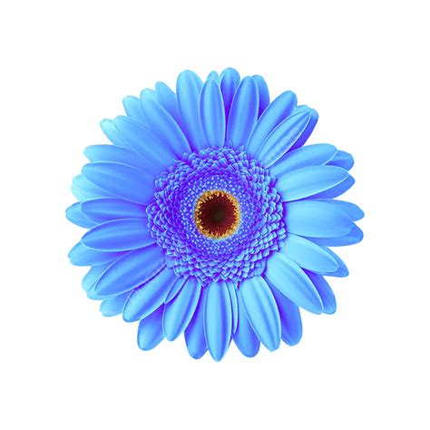 Blue Colorful Flower Blue Flower Flower Beautiful Flower Png