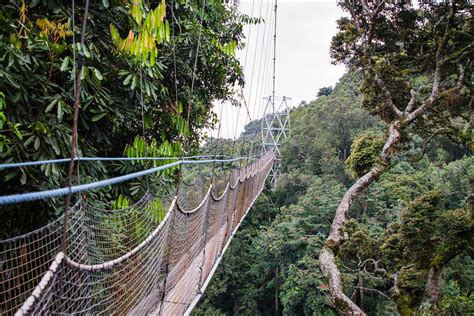 Canopy Walk In Nyungwe Forest National Park What To Pack For The Activity