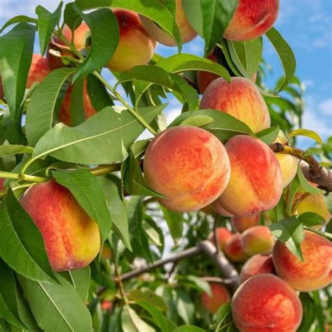 6 Easy To Grow Dwarf Peach Trees