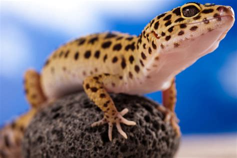 Do Leopard Geckos Climb Do They Like It