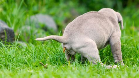 Cual Es Un Buen Remedio Casero Para La Diarrea Del Perro