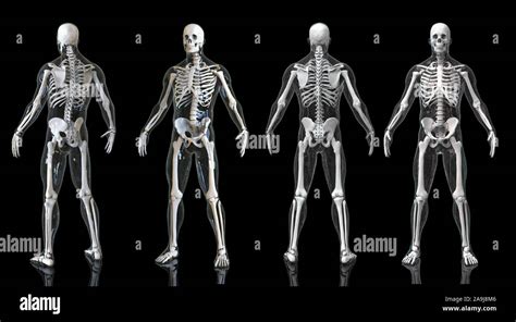 Anatomie Du Bassin Humain Banque De Photographies Et Dimages Haute