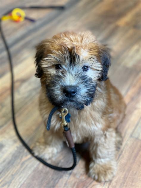 Wheaten Terrier Puppies For Sale | Morristown, NJ #325171