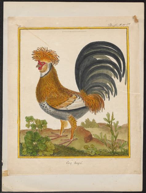 red junglefowl (Gallus gallus); DISPLAY FULL IMAGE.