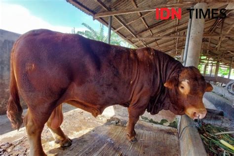 Sapi Termahal Di Dunia Harganya Tembus Miliaran