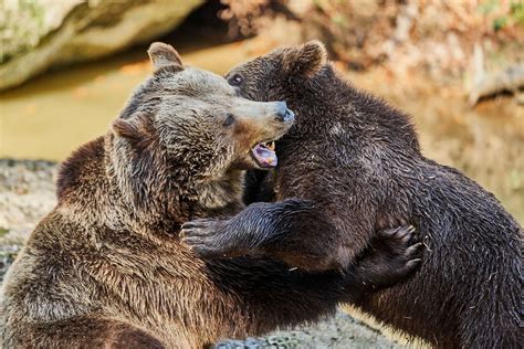 Nationalpark Bayerischer Wald Ausflugsziele Aktivurlaub Bayern