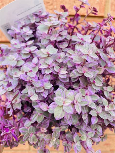 Callisia repens - Pink Panther aka Pink Lady - My Jungle Shack