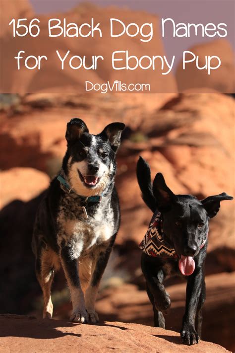 156 Epic Black Dog Names for Your Ebony Pup - DogVills