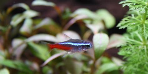 How Many Neon Tetras In A 10 Gallon Tank Comprehensive Guide