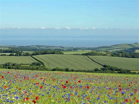 Where To See The Best Of Englands Flower Fields This Summer