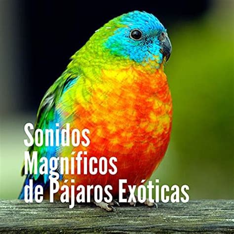 Amazon Music Pajaros Exoticos Sonidos Magn Ficos De P Jaros Ex Ticas