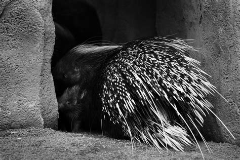 Chester Zoo Porcupine Thomas Lewis Flickr