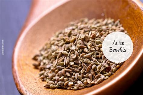 Health Benefits Of Anise Ayurvedum