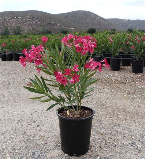 Nerium oleander Oleander Red - T-Y Nursery