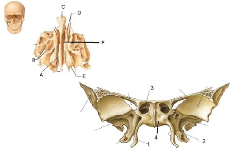 Ethmoid Sphenoid Diagram Quizlet