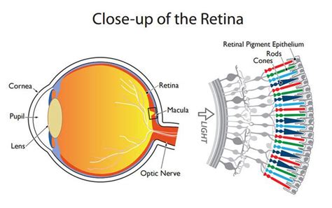 Eye Diagram Ap Psych