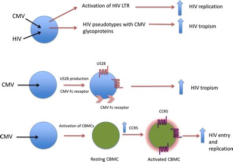 Potential Mechanisms By Which Cytomegalovirus CMV Might Enhance Human