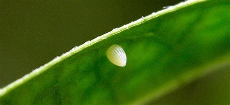 Ciclo De Vida Huevos Mariposas