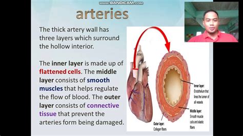 Grade 6 Circulatory System Part 1 Youtube