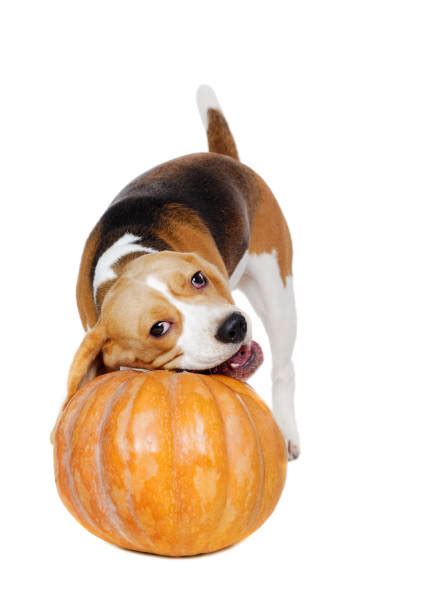 130+ Pumpkin Beagle Dog Stock Photos, Pictures & Royalty-Free Images ...