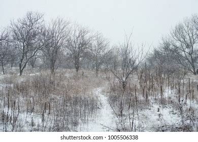 Naked Birch Trees Heavy Mist Countryside Stock Photo Shutterstock